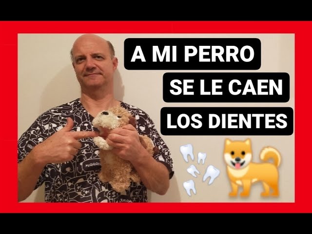 a mi perro se le ha caido un diente