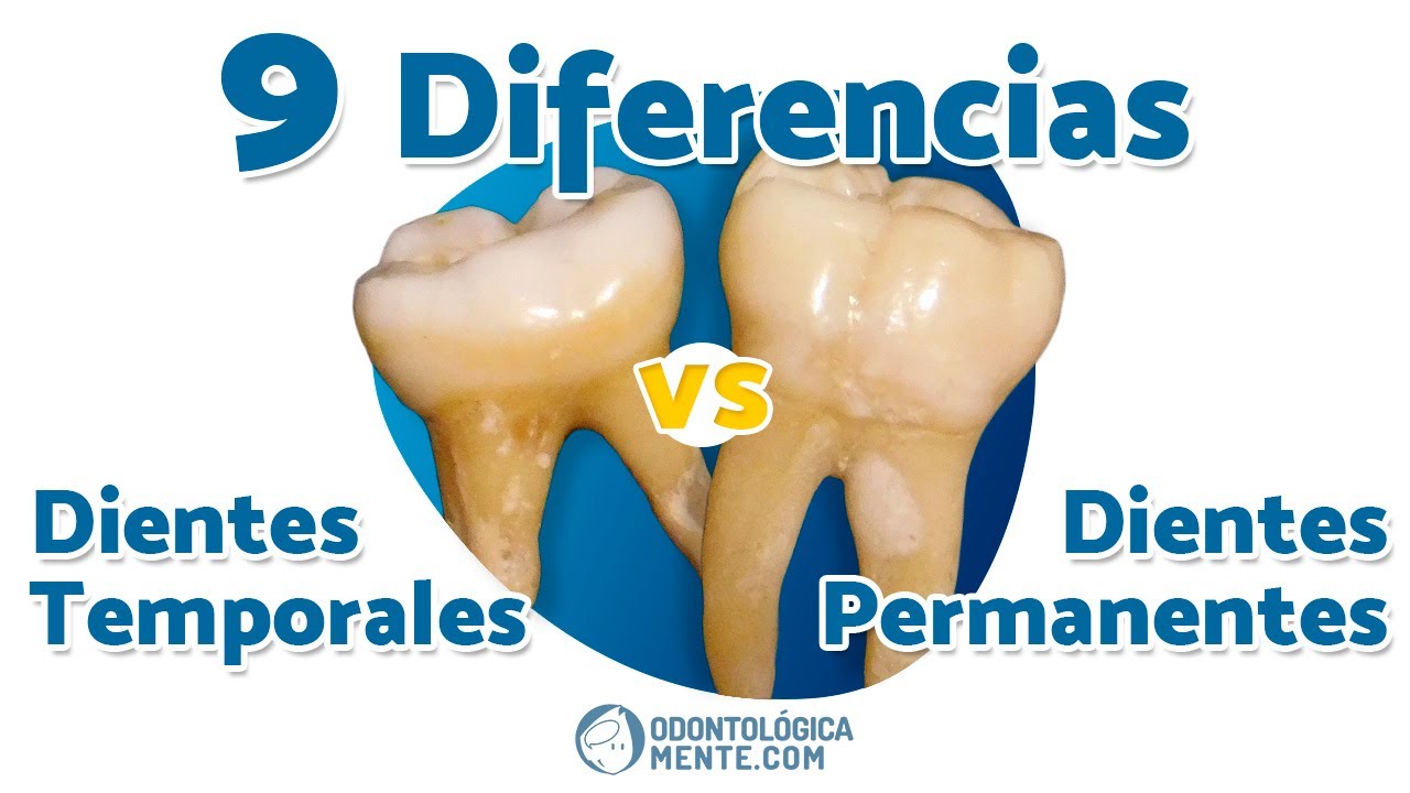 a que dientes temporales sustituyen los premolares permanentes