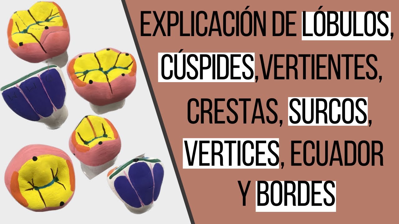 anatomia interna y externa de los dientes