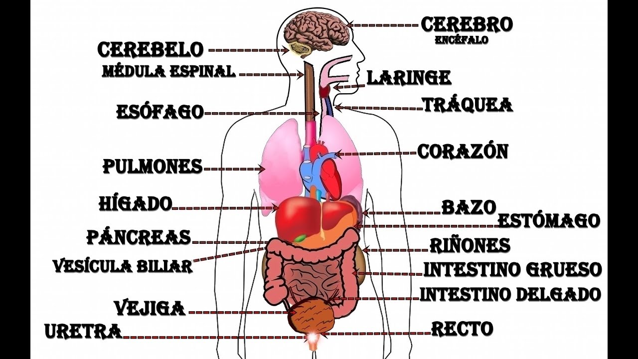 colores de los organos del cuerpo humano