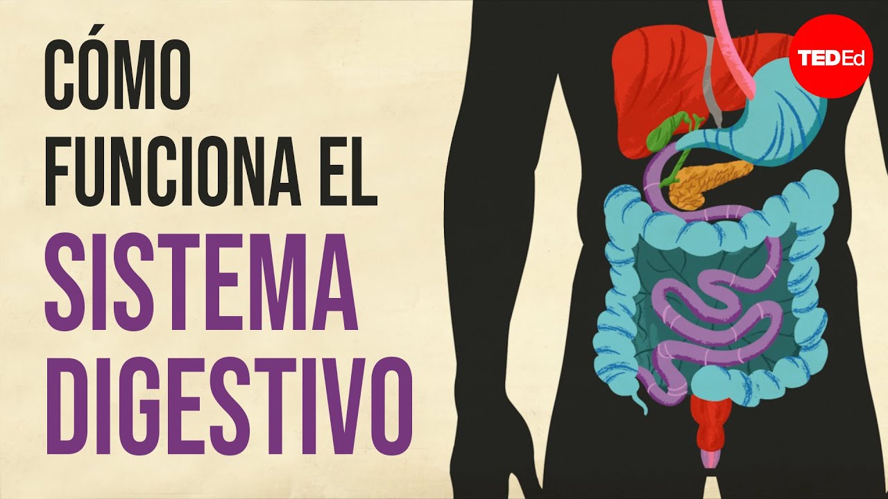 funcion de los dientes en el sistema digestivo
