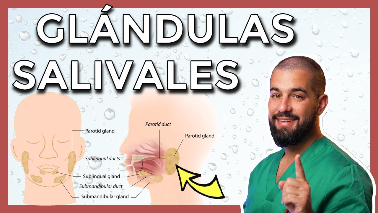 la funcion de las glandulas salivales en el sistema digestivo