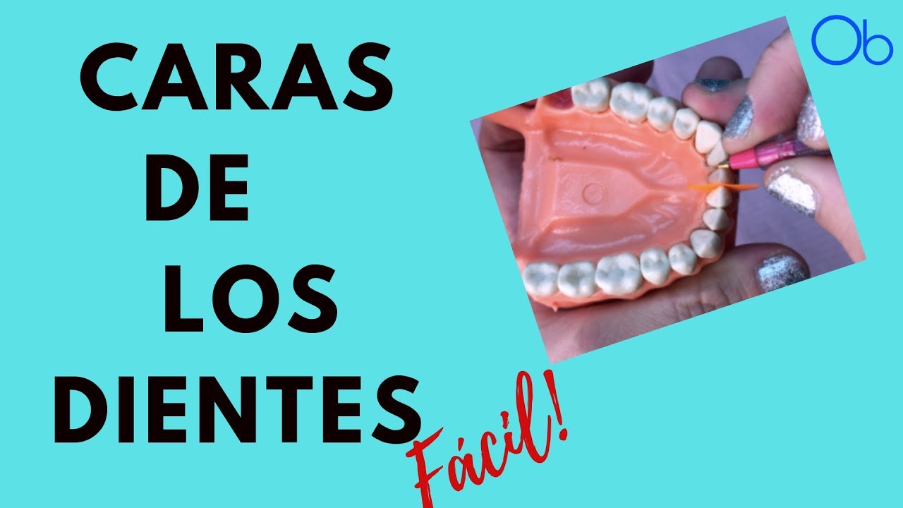 mesial y distal de un diente