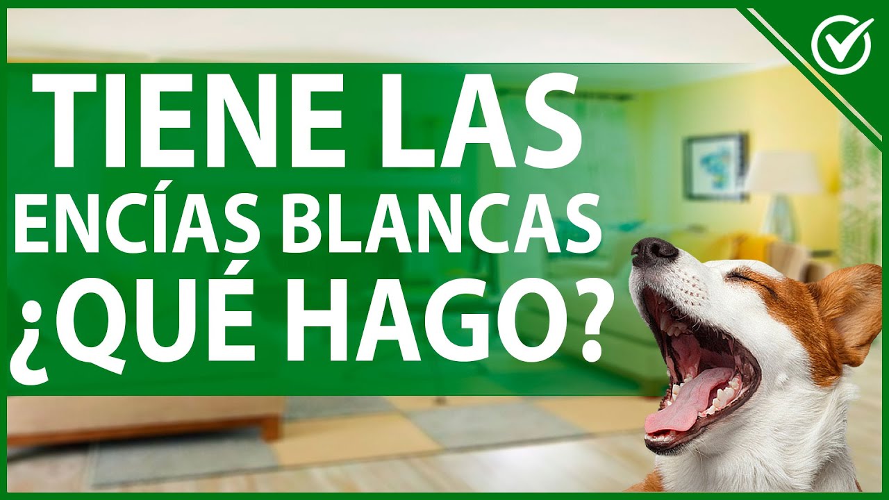 mi perro tiene las encias blancas