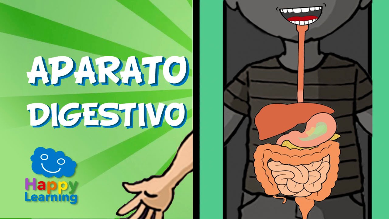 actividades del aparato digestivo para niños