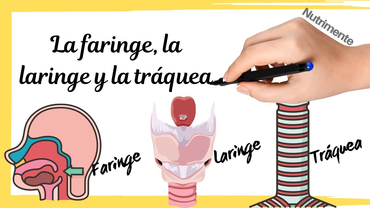 cual es la funcion del faringe