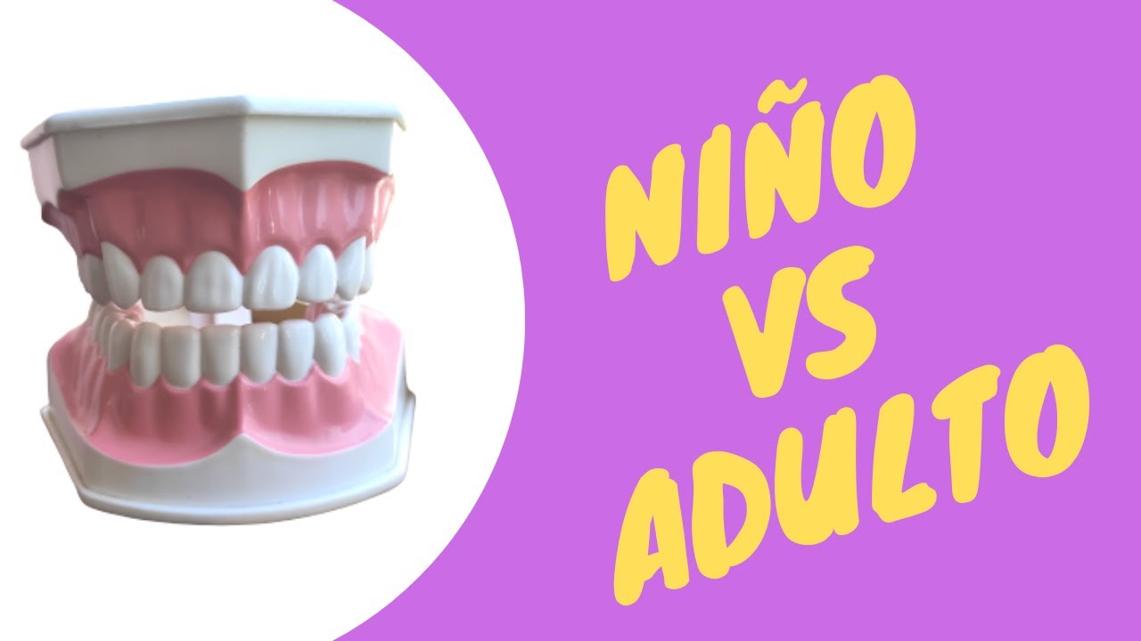 cuantos dientes tiene un adulto y un niño