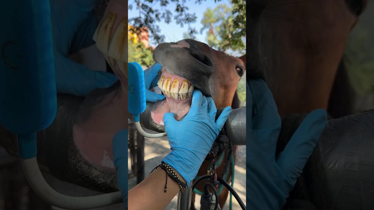 diente de caballo para proteger a los niños