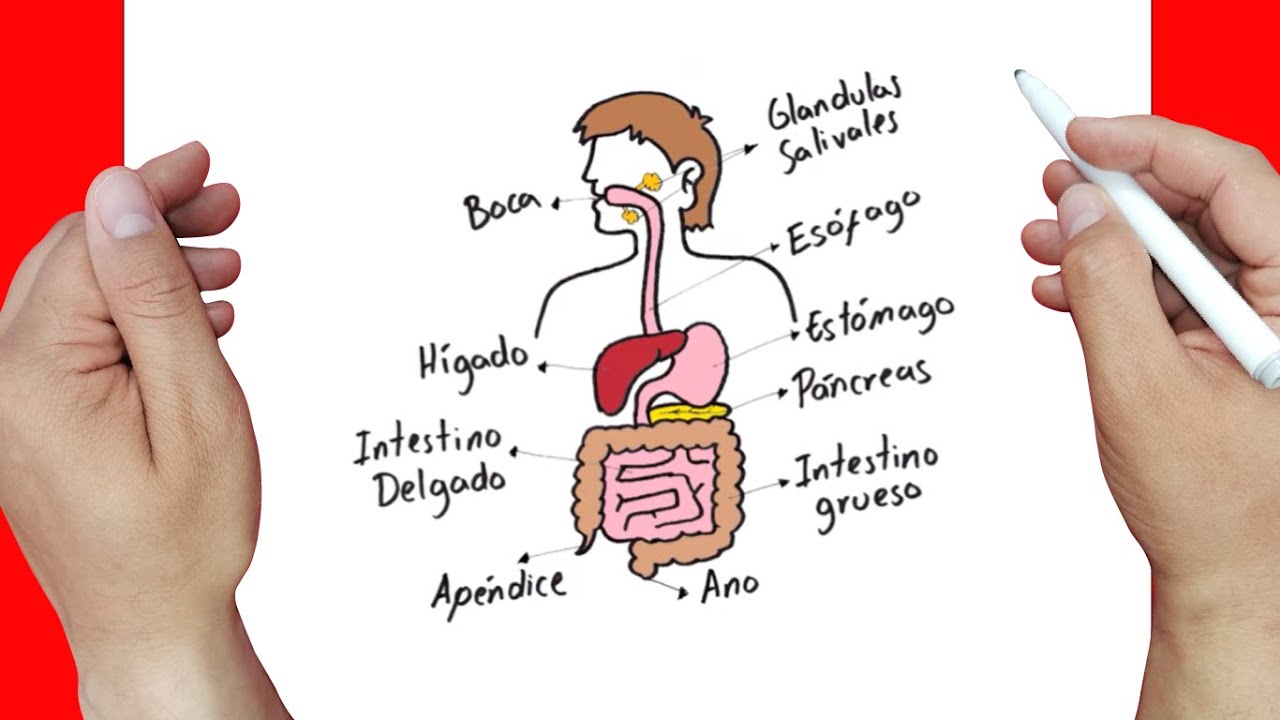 partes del aparato digestivo para dibujar