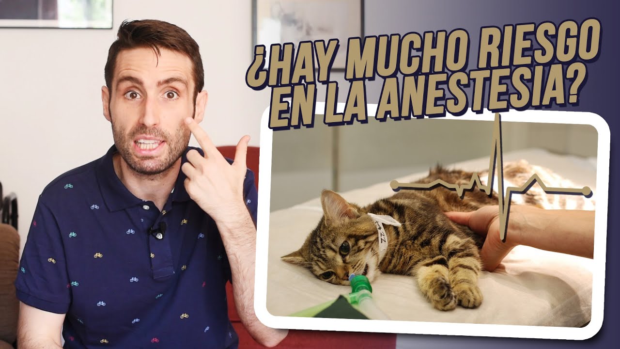 a mi gata le pusieron demasiada anestesia