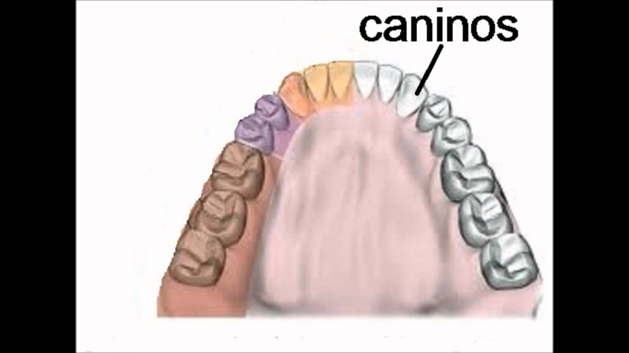como se llaman los dientes delanteros