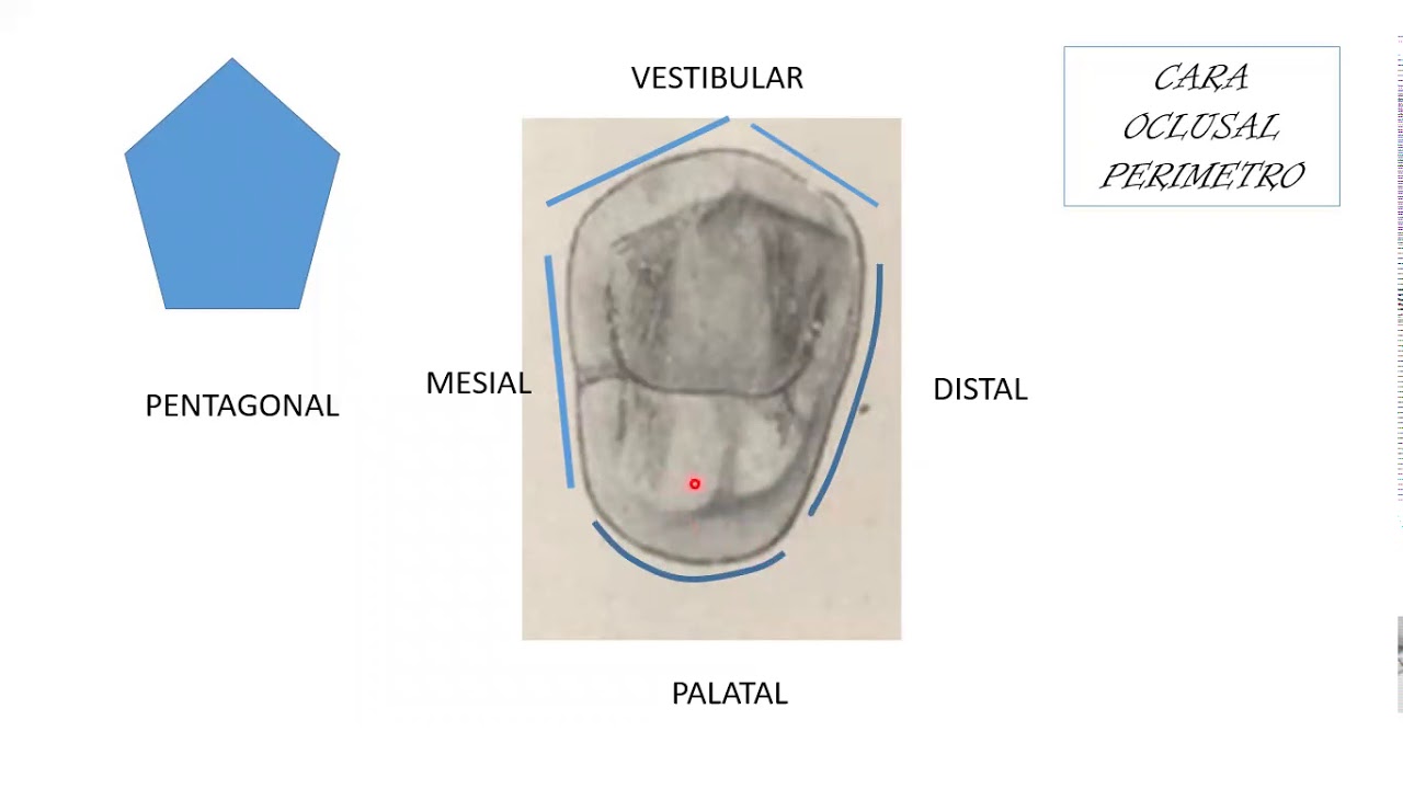 cuantas raices tiene el primer premolar superior