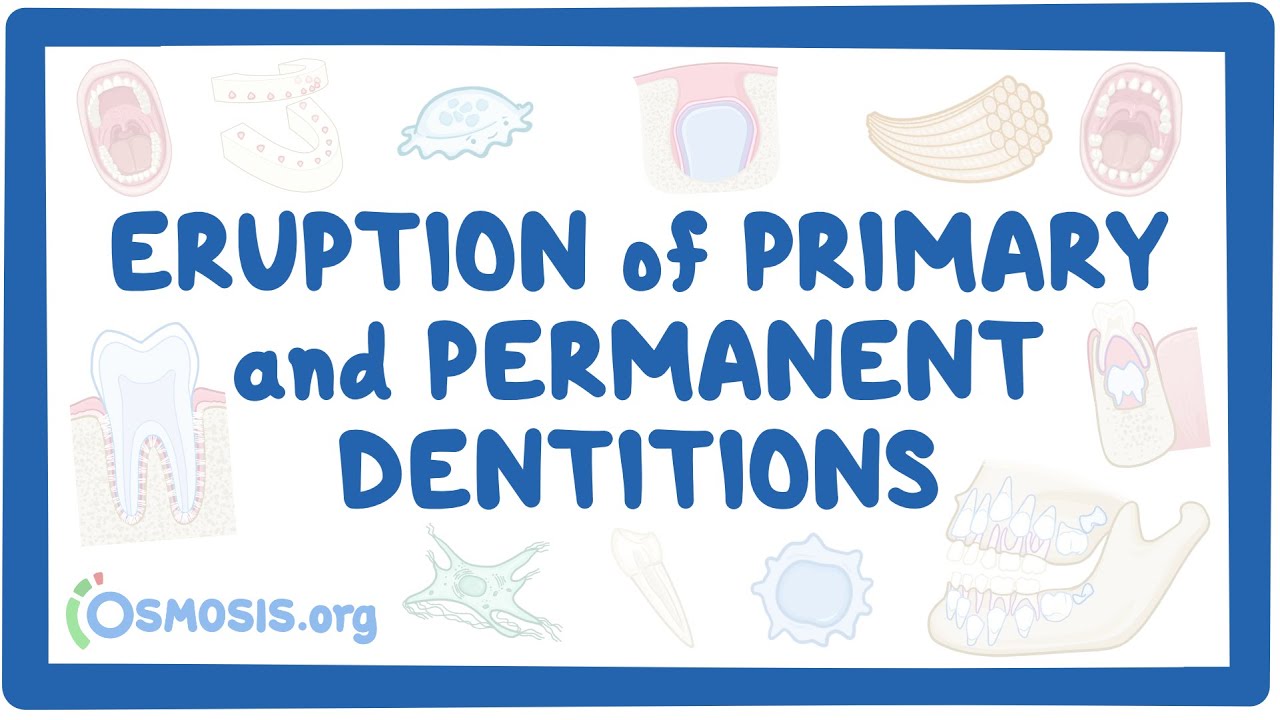 date of eruption of permanent teeth