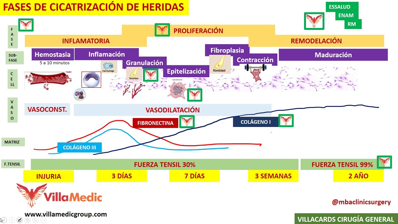 fases de cicatrización de una herida