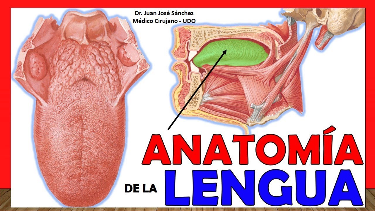 funciones del organo de la lengua