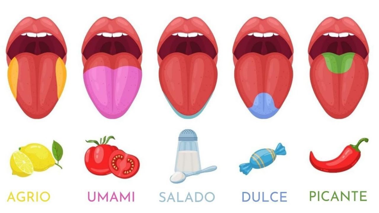 los 4 sabores de la lengua