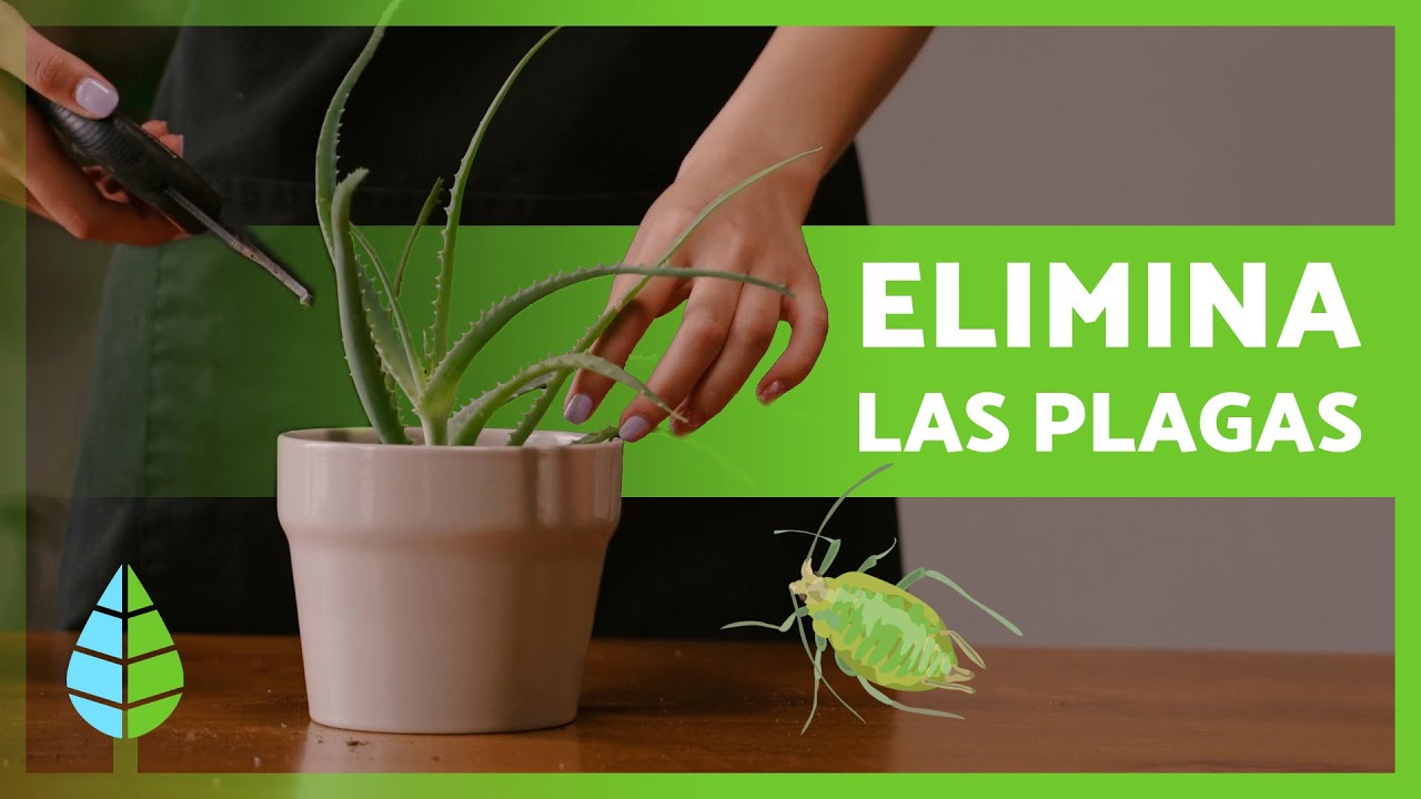 mi aloe vera tiene cosas blancas