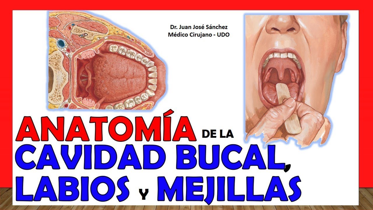 partes de la boca y garganta