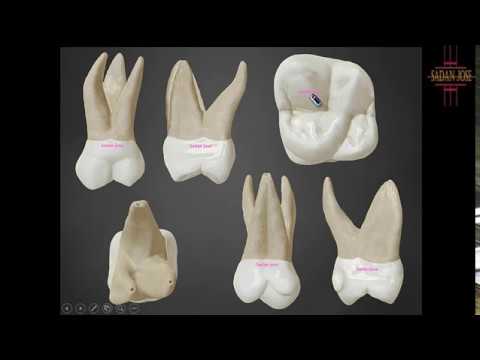 cuantas cuspides tiene el primer molar superior