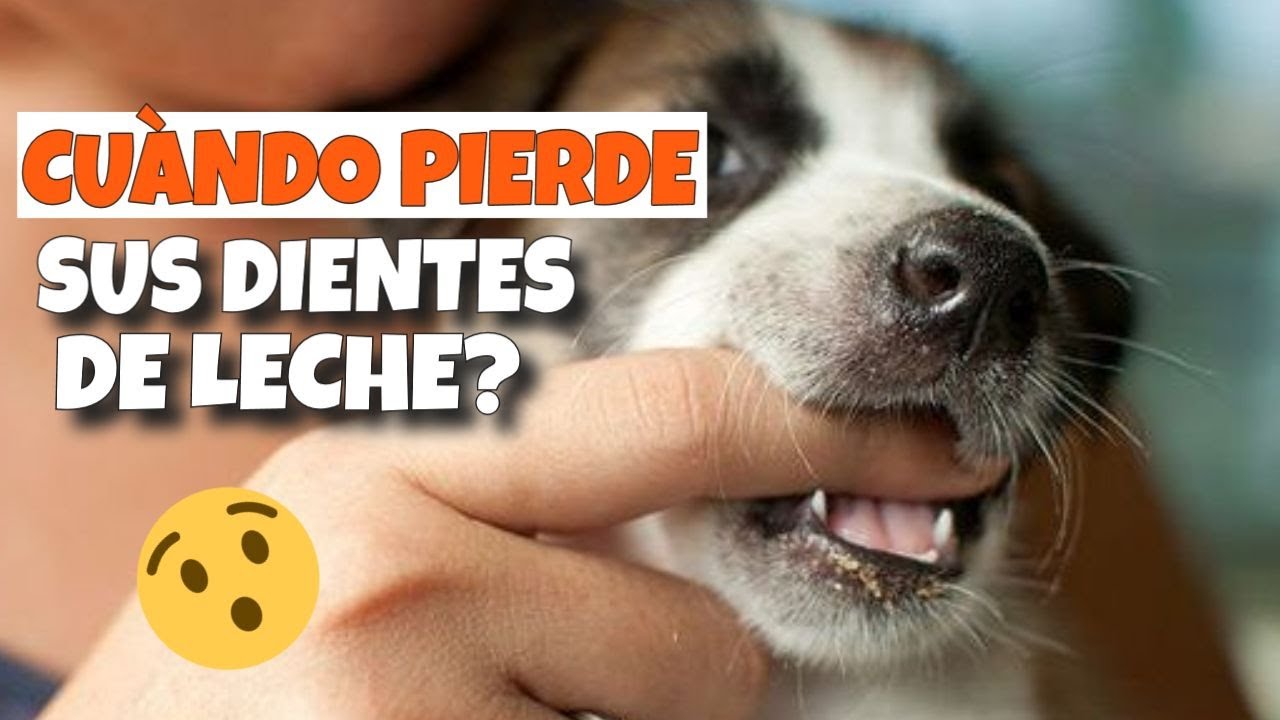 los perros tienen dientes de leche