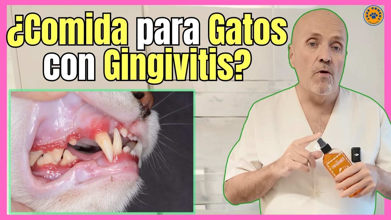 que darle de comer a un gato con gingivitis