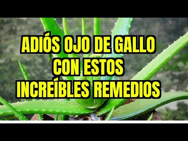 remedios caseros para el ojo de gallo