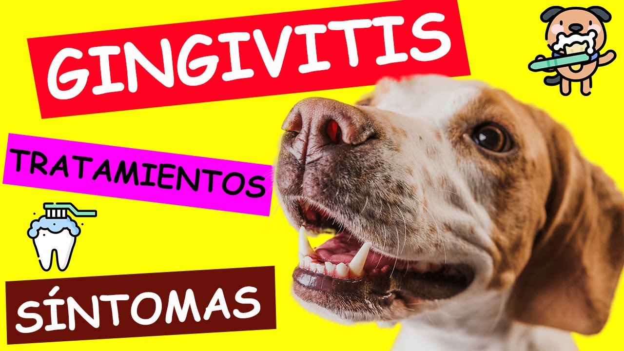 a mi perro le sangran las encias