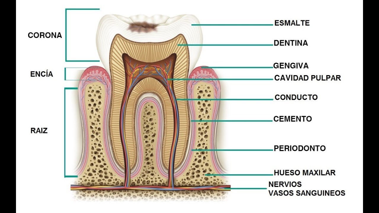 cuales son los tejidos de sosten del diente