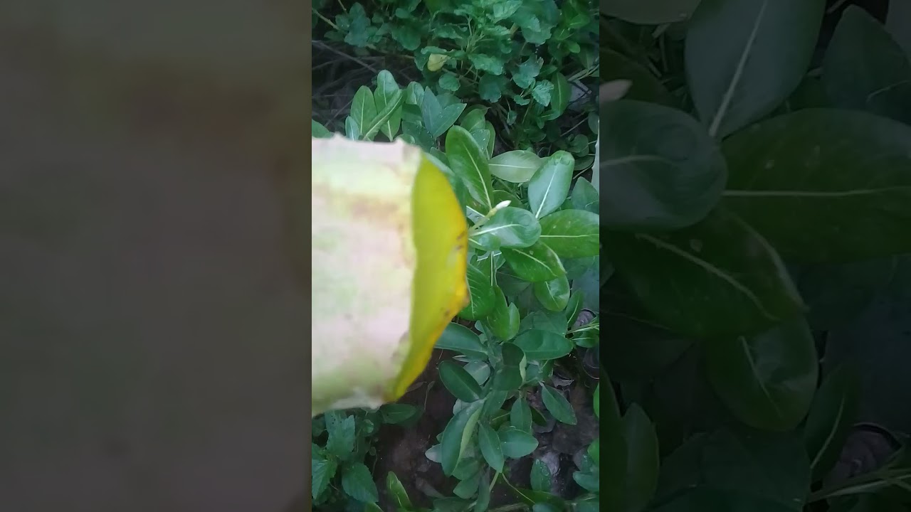 el aloe vera calma el dolor de muela