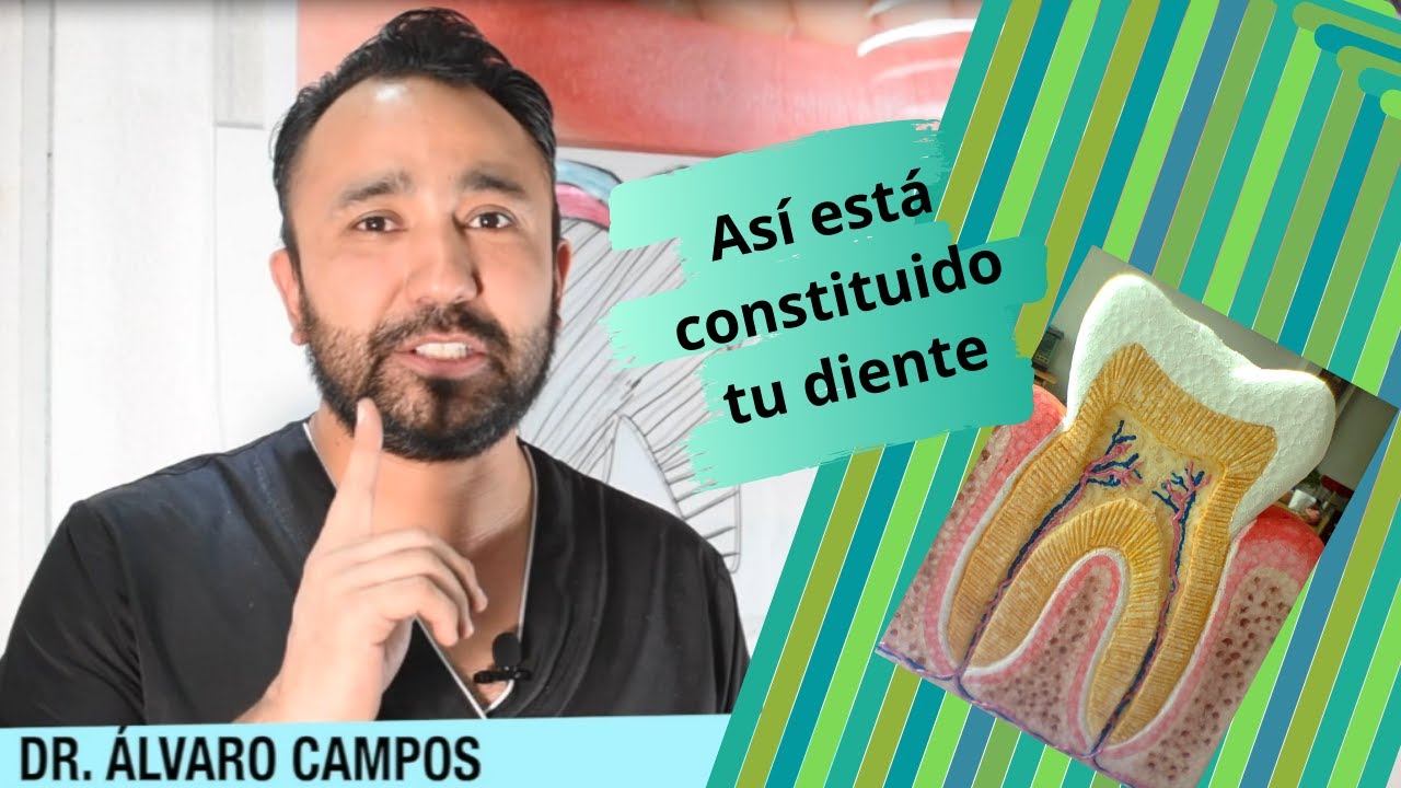 partes del diente y sus funciones