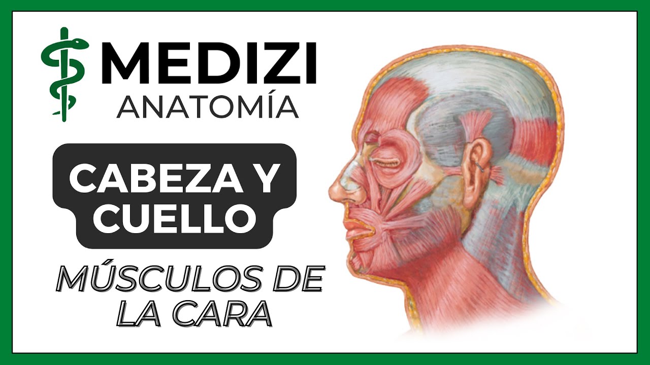 musculos de la cara y cuello