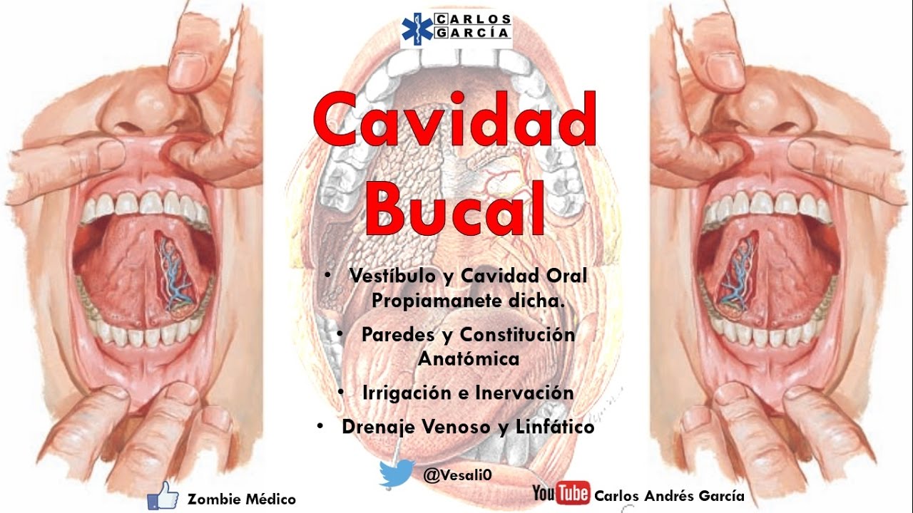 pared anterior de la cavidad bucal