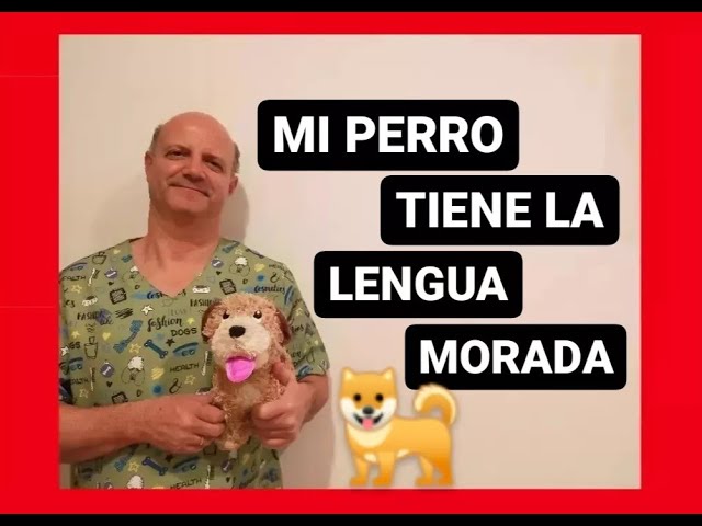 que hacer si mi perro tiene la lengua morada
