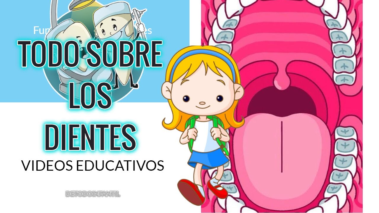 cual es la funcion de los dientes