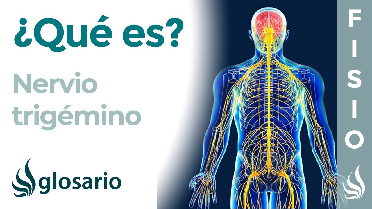 cual es la funcion del nervio trigemino