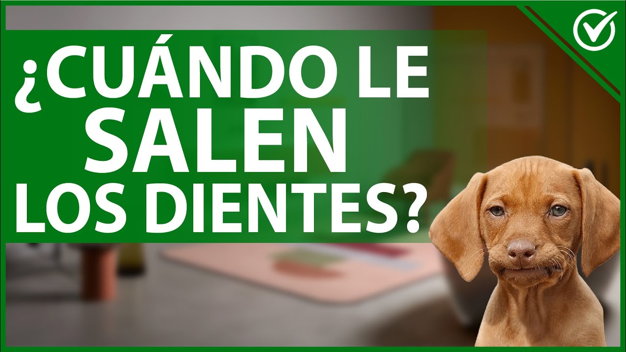 cuando le salen los dientes a los perros