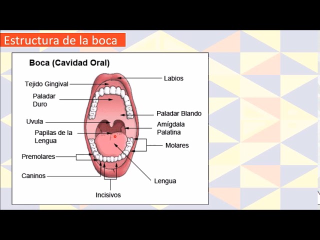 dibujo de la boca y sus partes