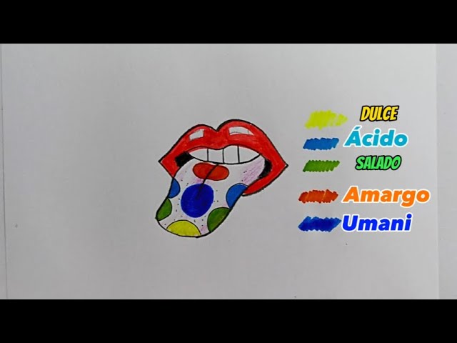 dibujo de la lengua y sus partes