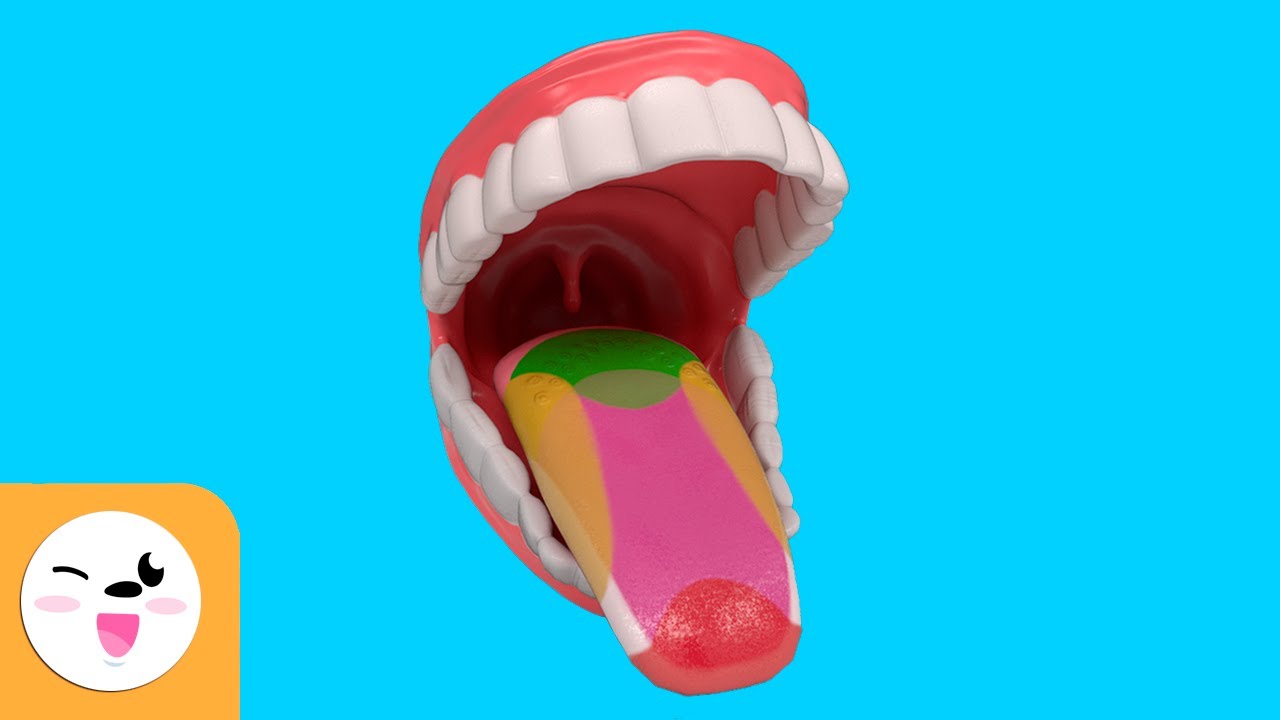la lengua y sus partes para niños
