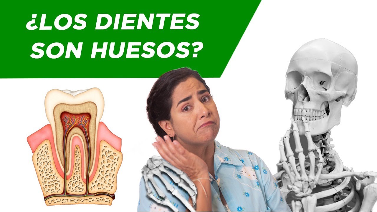 los dientes son huesos y porque