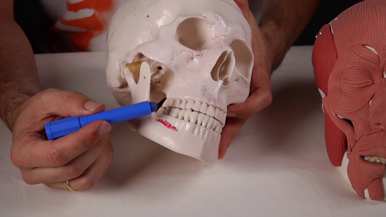 musculo depresor del angulo de la boca