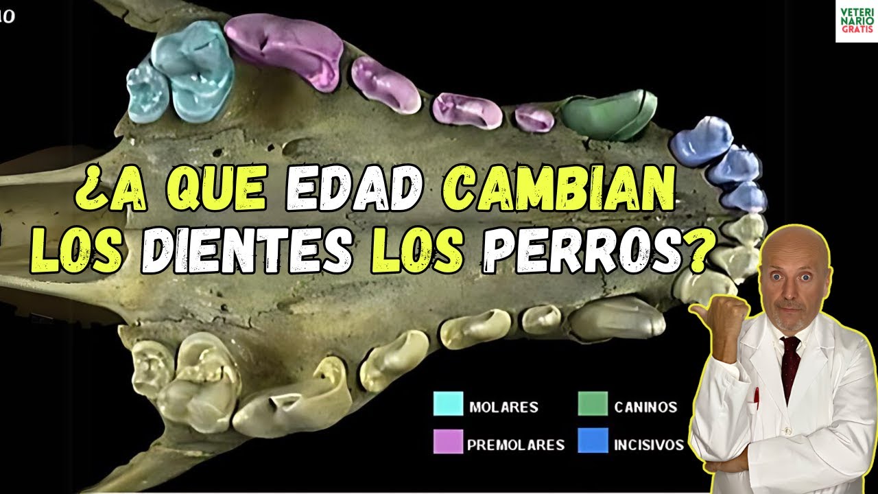 orden de caída de dientes en cachorros