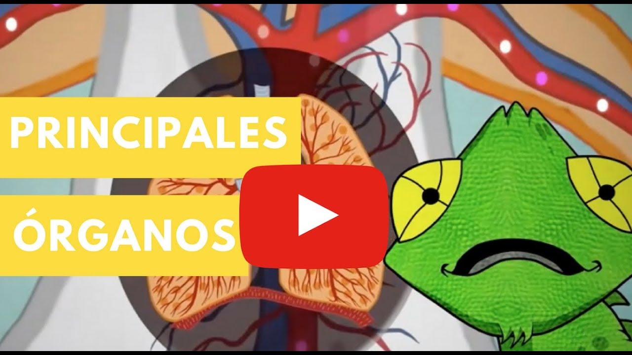 parte del cuerpo que cumple una función