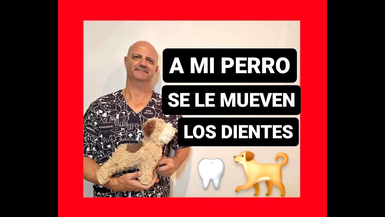 a mi perro se le mueve un diente