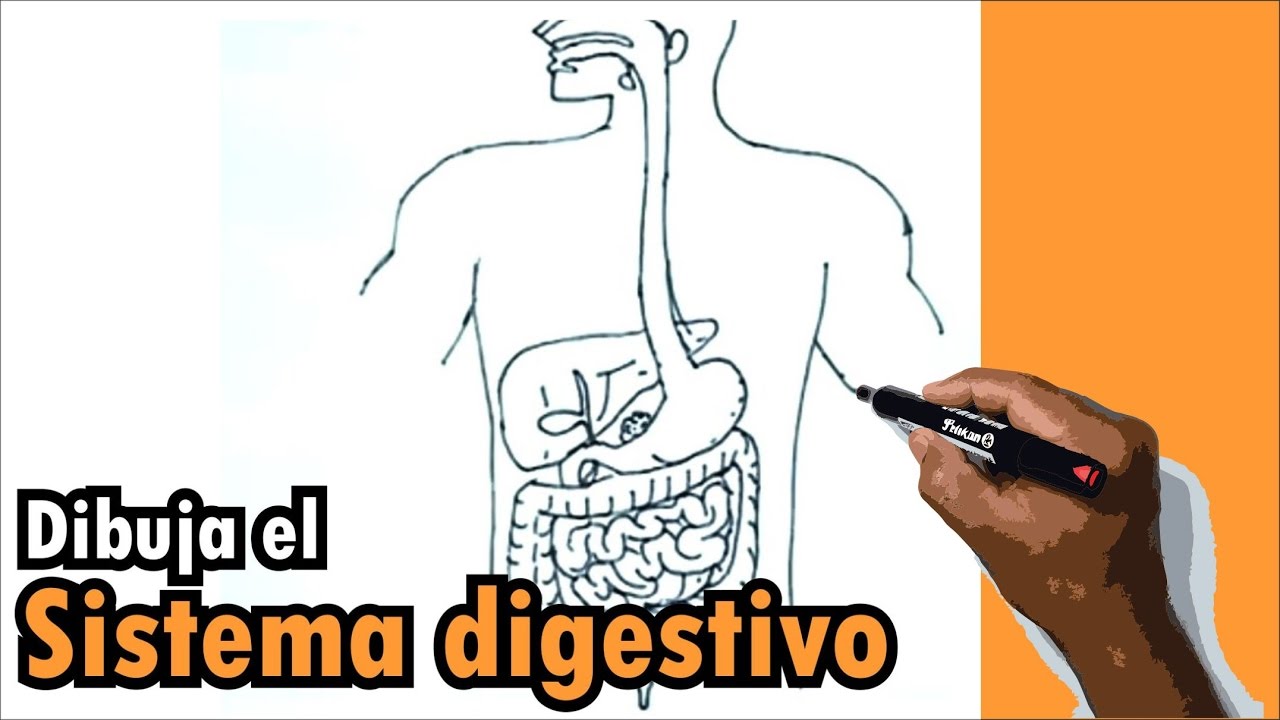 dibujar el sistema digestivo con todas sus partes