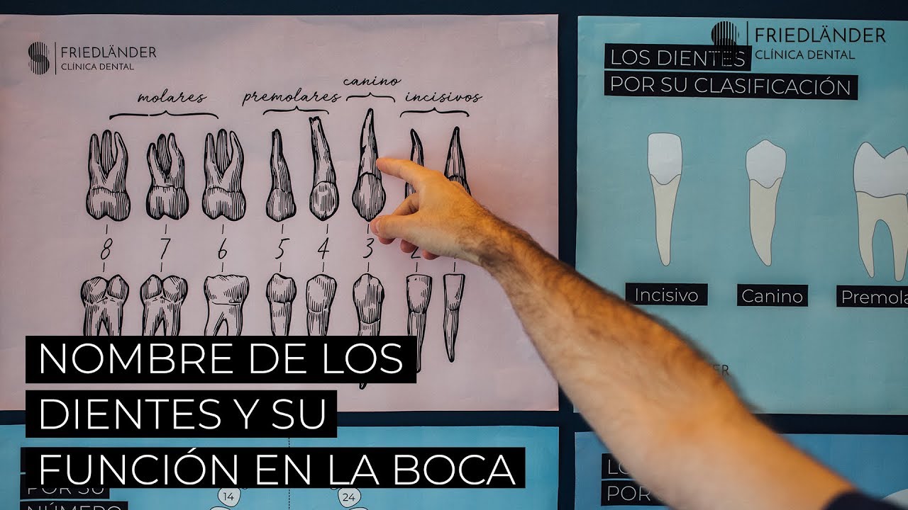 nombre de los dientes y sus funciones
