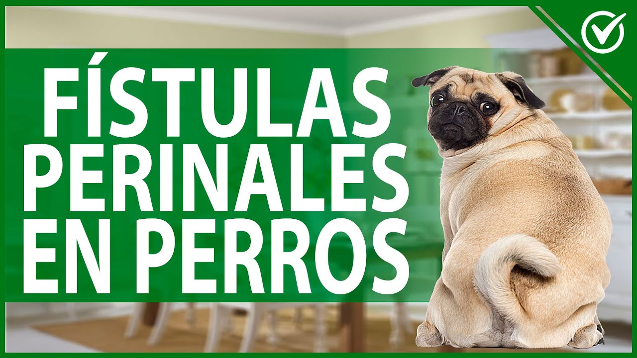 como limpiar una fístula perianal en perros