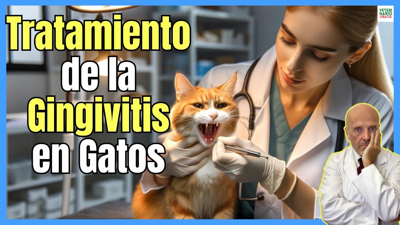 cuanto dura un gato con gingivitis