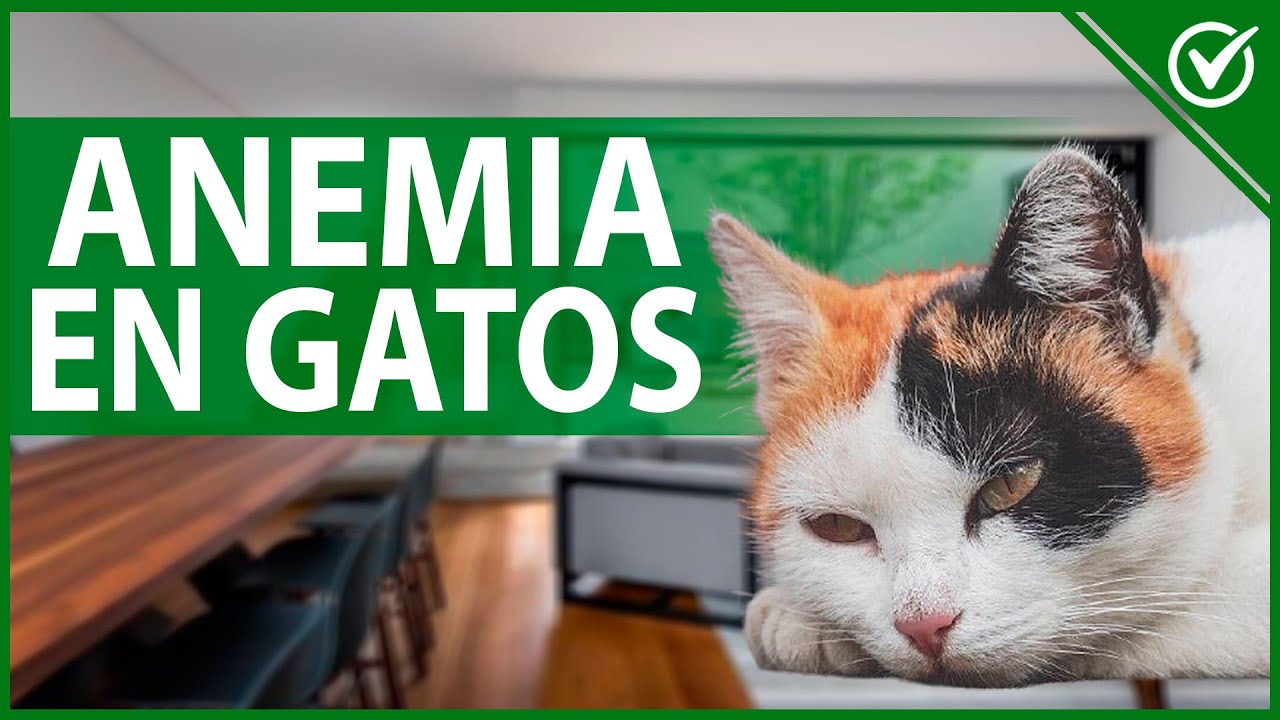 mi gata tiene las encias blancas